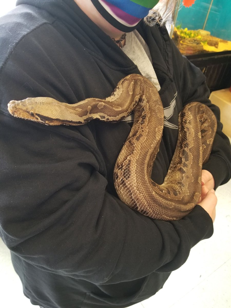 Nightmarethefox's tweet image. My rescue short tail python Berani is doing really well putting on weight. He was on death’s door just a few months ago and I’m so thankful he is responding well to treatments. #shorttailpython #reptilerescue