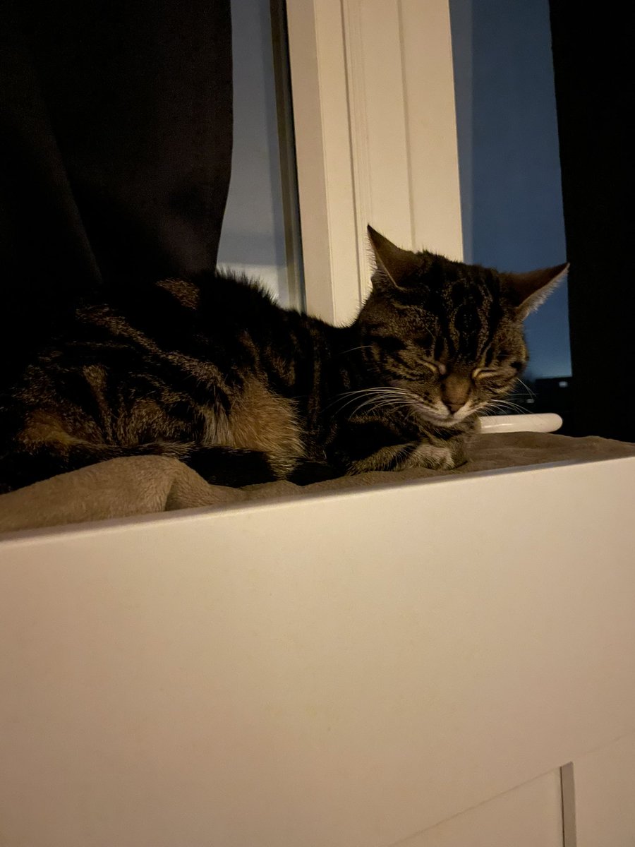 Katrin_F8's tweet photo. @ClassicFM Colin chilling to  #PetClassics on my headboard. She was previously watching the fireworks through the window https://t.co/O3FVALxYw5