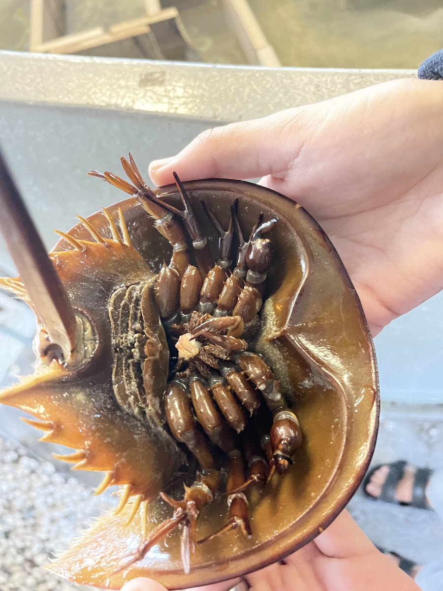 ECMarineScience's tweet photo. Even horseshoe crabs love snack time! Marina Lourenco '23 #EnvironmentalStudies &amp; #AnimalStudies double major, rewards #limulus "Chip" after he completes the maze test in a spatial and navigational learning study -- original research conducted by #MarineScience @eckerdcollege. https://t.co/RfacZKVZcH