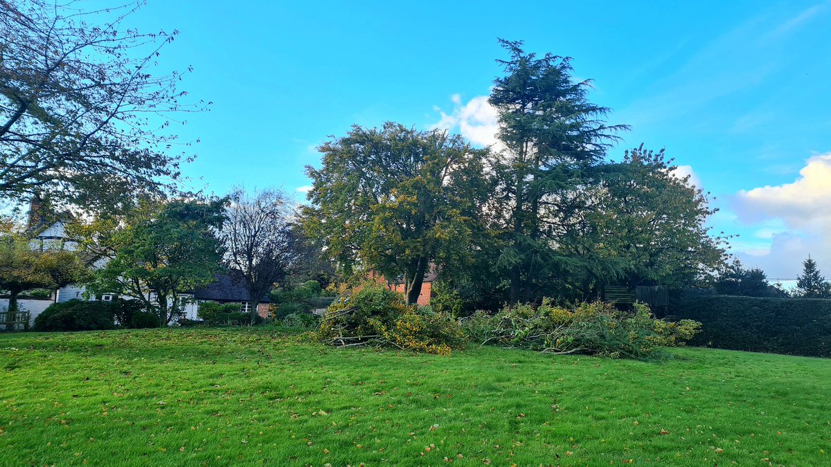 BorealTrees tweet media