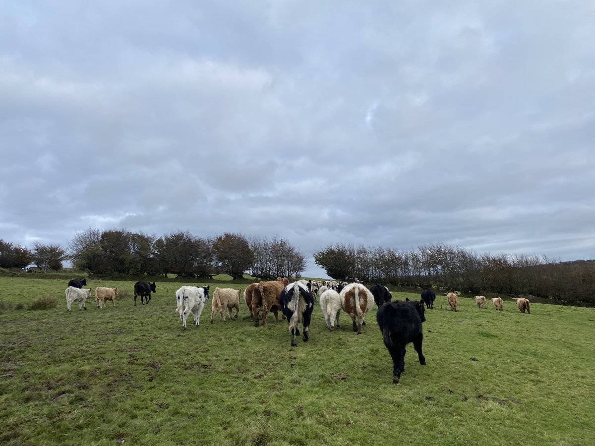 newlandfarm's tweet photo. Last gather of 2021 #Pairs #HillCows #CoDrivers #ViewFromTheQuad https://t.co/8E9Nhp5TDM