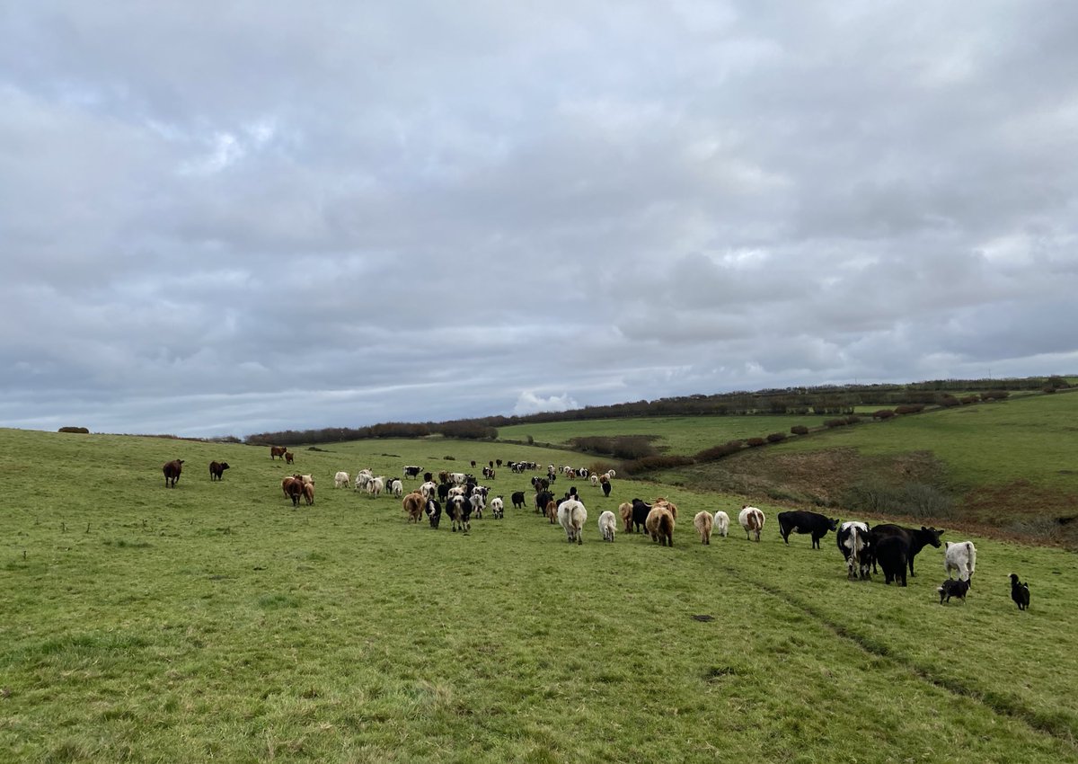 newlandfarm's tweet photo. Last gather of 2021 #Pairs #HillCows #CoDrivers #ViewFromTheQuad https://t.co/8E9Nhp5TDM