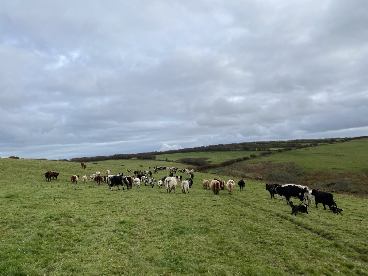 newlandfarm's tweet photo. Last gather of 2021 #Pairs #HillCows #CoDrivers #ViewFromTheQuad https://t.co/8E9Nhp5TDM