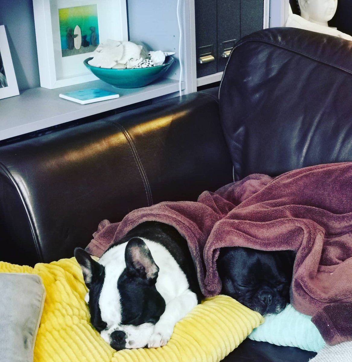 sharon halpin tweet media