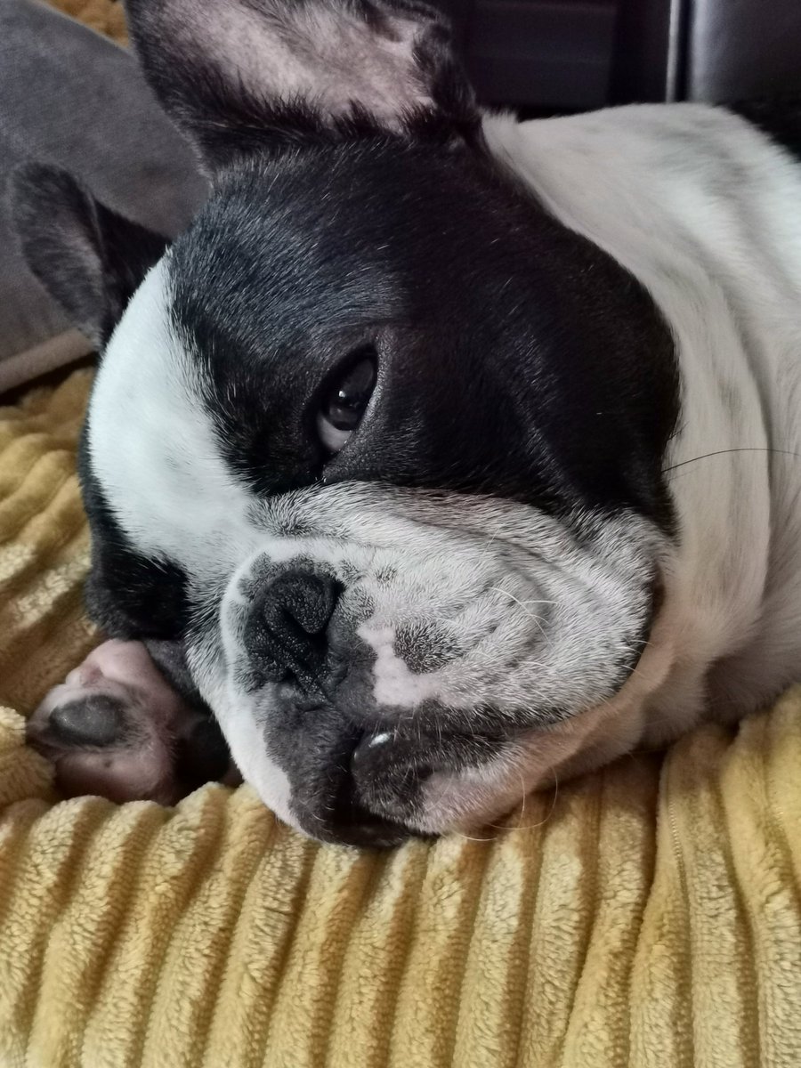 sharon halpin tweet media