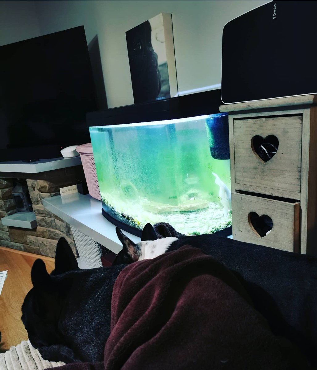 sharon halpin tweet media