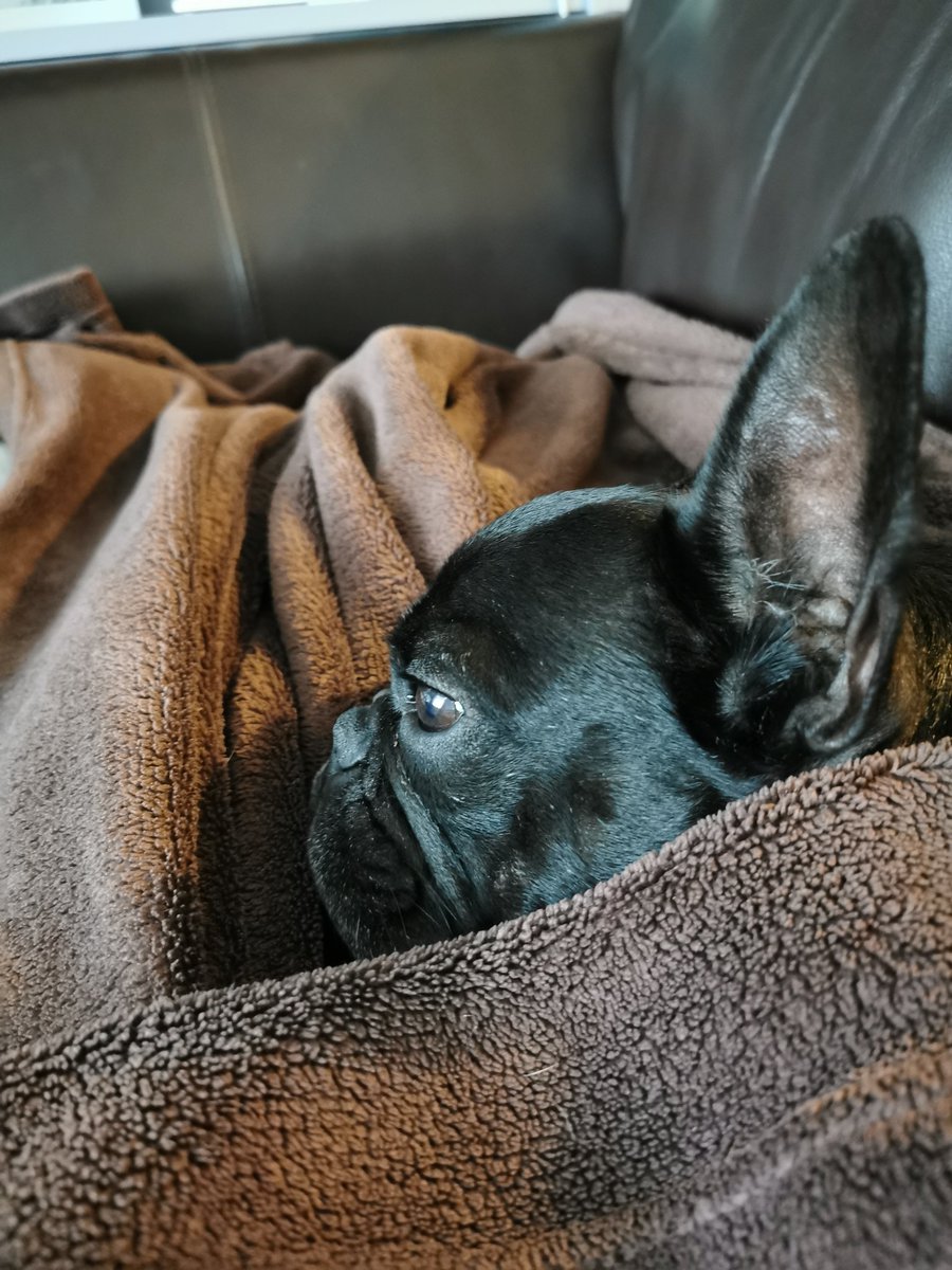 sharon halpin tweet media