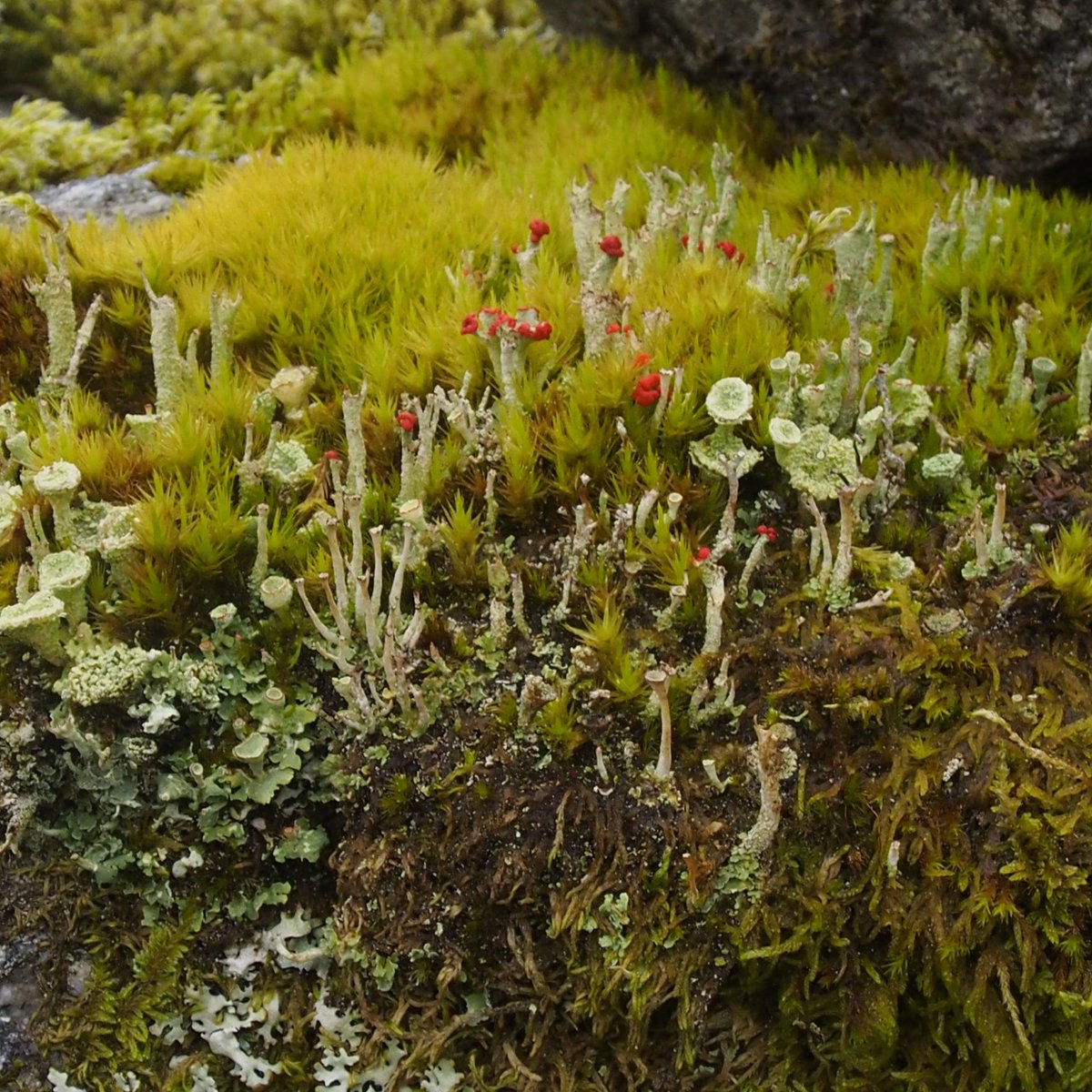 MicheleABrowne's tweet photo. Next episode of my #custodiansofireland series is tonight 10pm @rteradio1 Thank you Maria Cullen #ancient woodlands @LuggalaNH and Jan Ravensberg #plantsman #master graftsman https://t.co/i9SpQh2Wos https://t.co/13h2dSJVH0