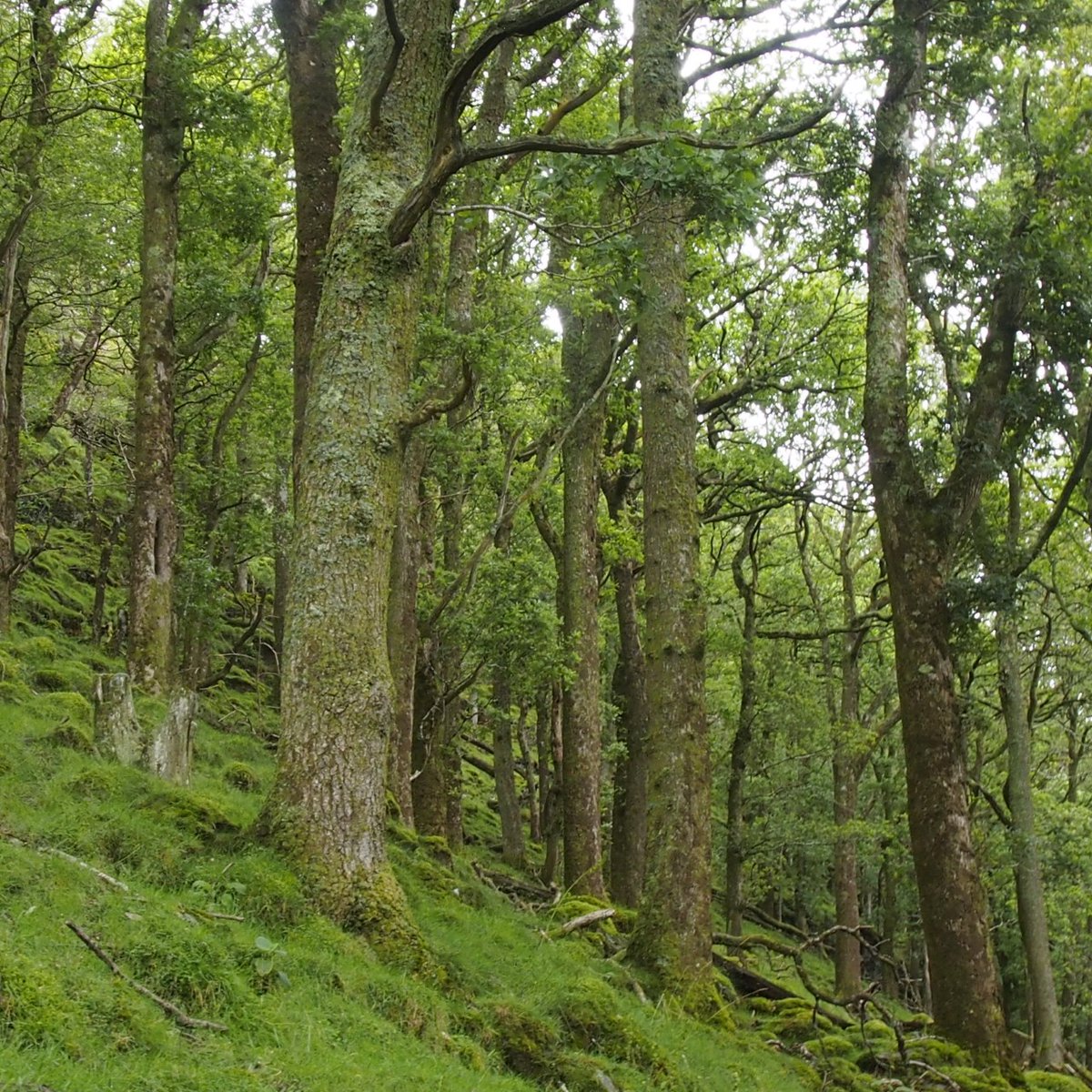 MicheleABrowne's tweet photo. Next episode of my #custodiansofireland series is tonight 10pm @rteradio1 Thank you Maria Cullen #ancient woodlands @LuggalaNH and Jan Ravensberg #plantsman #master graftsman https://t.co/i9SpQh2Wos https://t.co/13h2dSJVH0