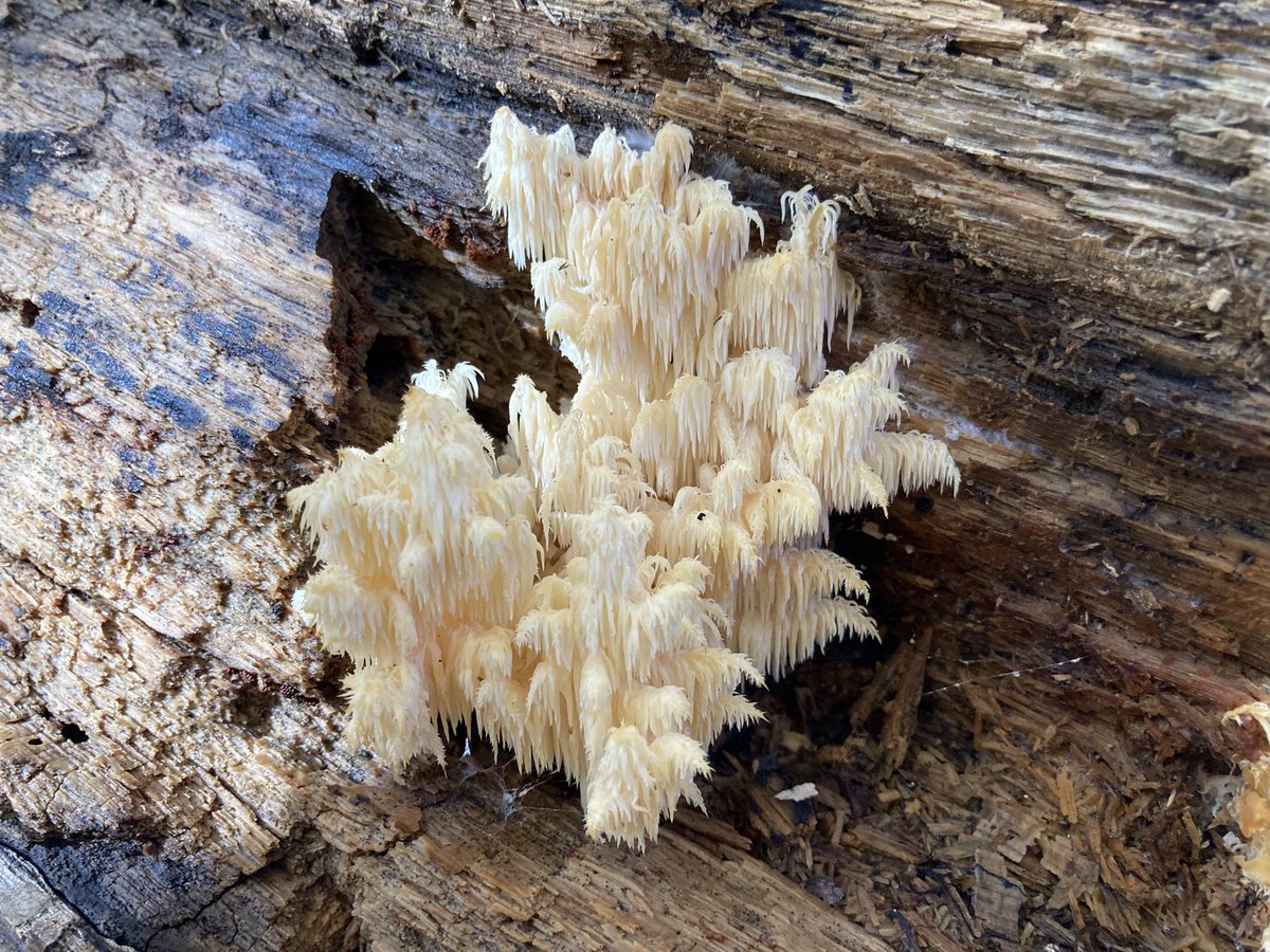 Looneyomyces's tweet photo. Some fall fungi. #FungiFriday https://t.co/TNoIYjCjjF