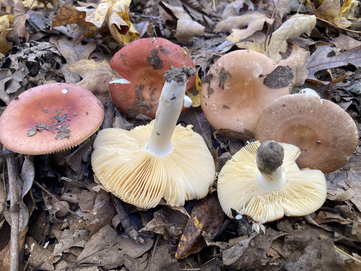 Looneyomyces's tweet photo. Some fall fungi. #FungiFriday https://t.co/TNoIYjCjjF