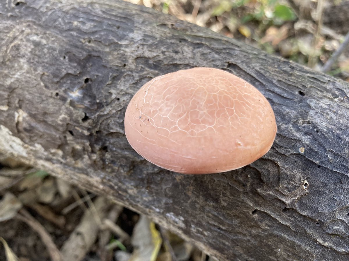 Looneyomyces's tweet photo. Some fall fungi. #FungiFriday https://t.co/TNoIYjCjjF