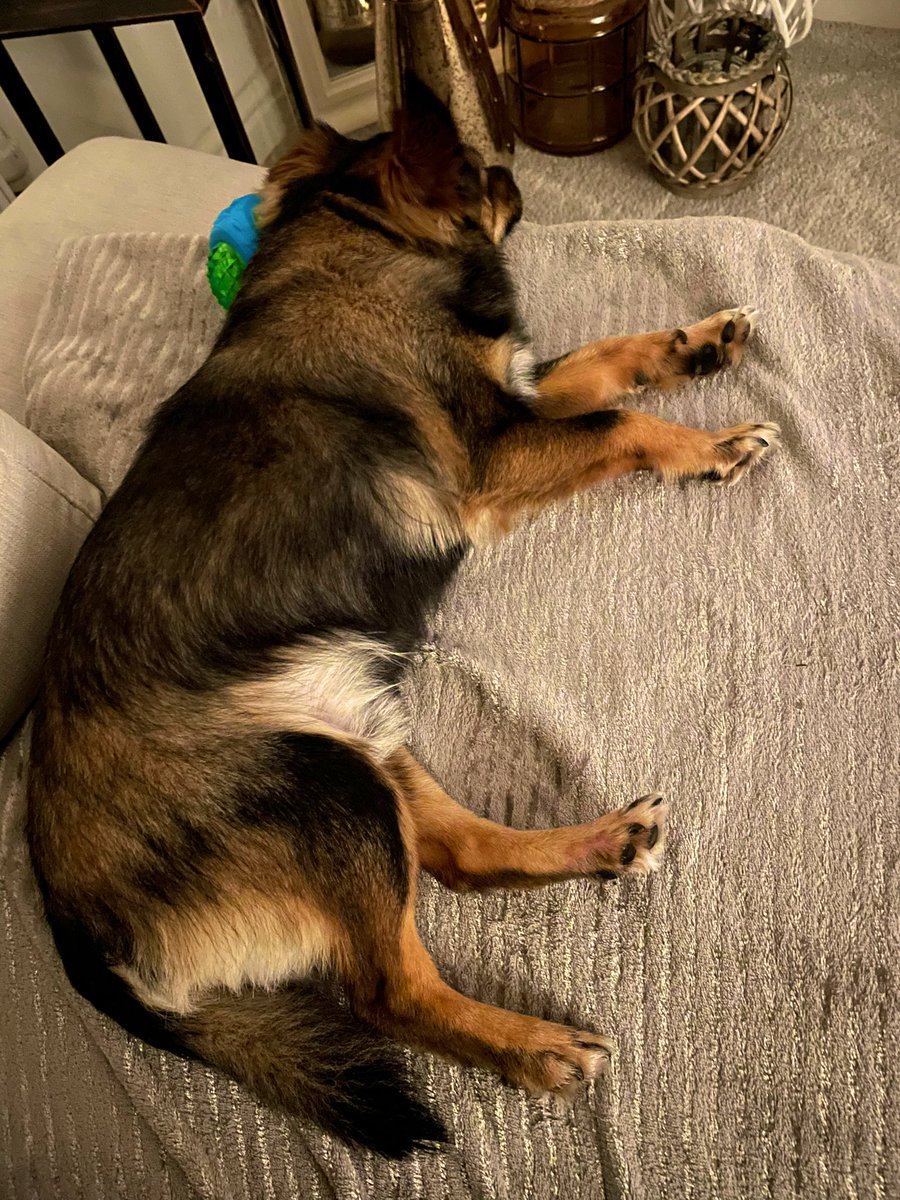 Connor9759's tweet photo. @ClassicFM what fireworks?! 

Worked a charm this evening on our dog Rex! https://t.co/qgfj2a1ZOo