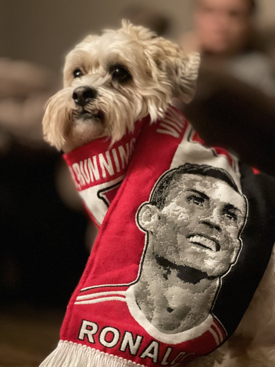 TomPaddock_'s tweet image. I’m Bruce and I hate fireworks, thanks Charlotte for keeping me distracted (alongside my favourite scarf) 

#petclassics @ClassicFM and @CharlotteHawkns 🎼🐾😴