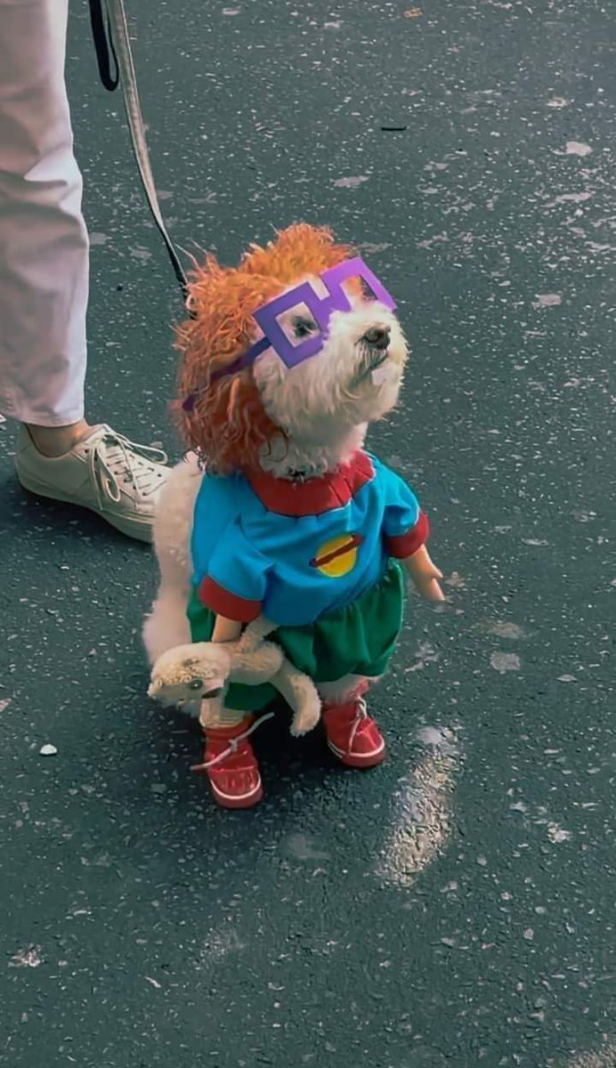 NewsDigitalesAr's tweet photo. Te amo perrito vestido de carlitos https://t.co/GcWyUUwN52