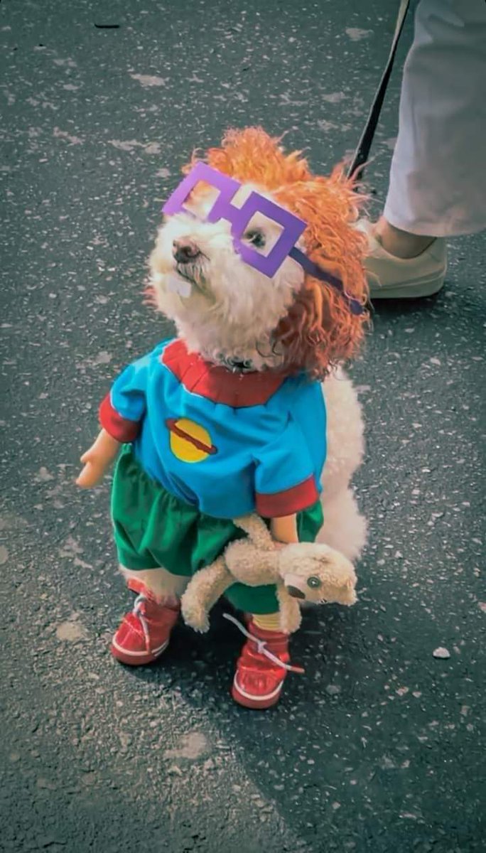 NewsDigitalesAr's tweet photo. Te amo perrito vestido de carlitos https://t.co/GcWyUUwN52