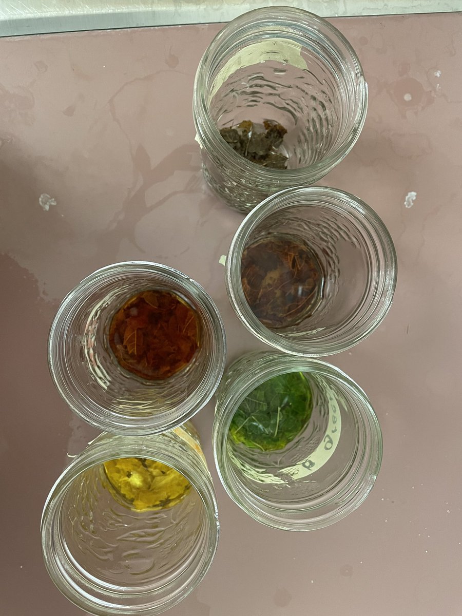 MsEvaTeaches's tweet photo. Leaf chromatography experiment in room 13! Students had a great time collecting the samples and working together to complete the task. We read a book to consolidate our new learning about seasonal changes. @YRDSBoutdoorEd @CPSCougars https://t.co/wXEWLdHRqE