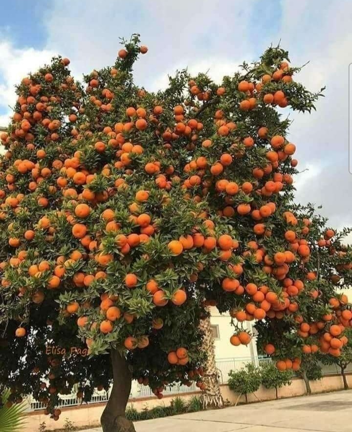 parragagraciela's tweet photo. Cuando Dios crea y la Naturaleza responde con bondad.
Mandarinas. https://t.co/K9QJMWNq9P