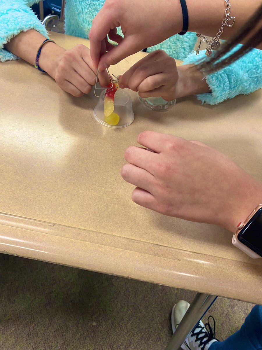 jessicabentulan's tweet photo. Itβs Friday and that means itβs Profile of a Graduate day! Todayβs POG is Collaborative Team Member. Students worked in pairs to βsave Fred the wormβ without touching the materials with their hands! πͺ±π https://t.co/dIiC3drqvp