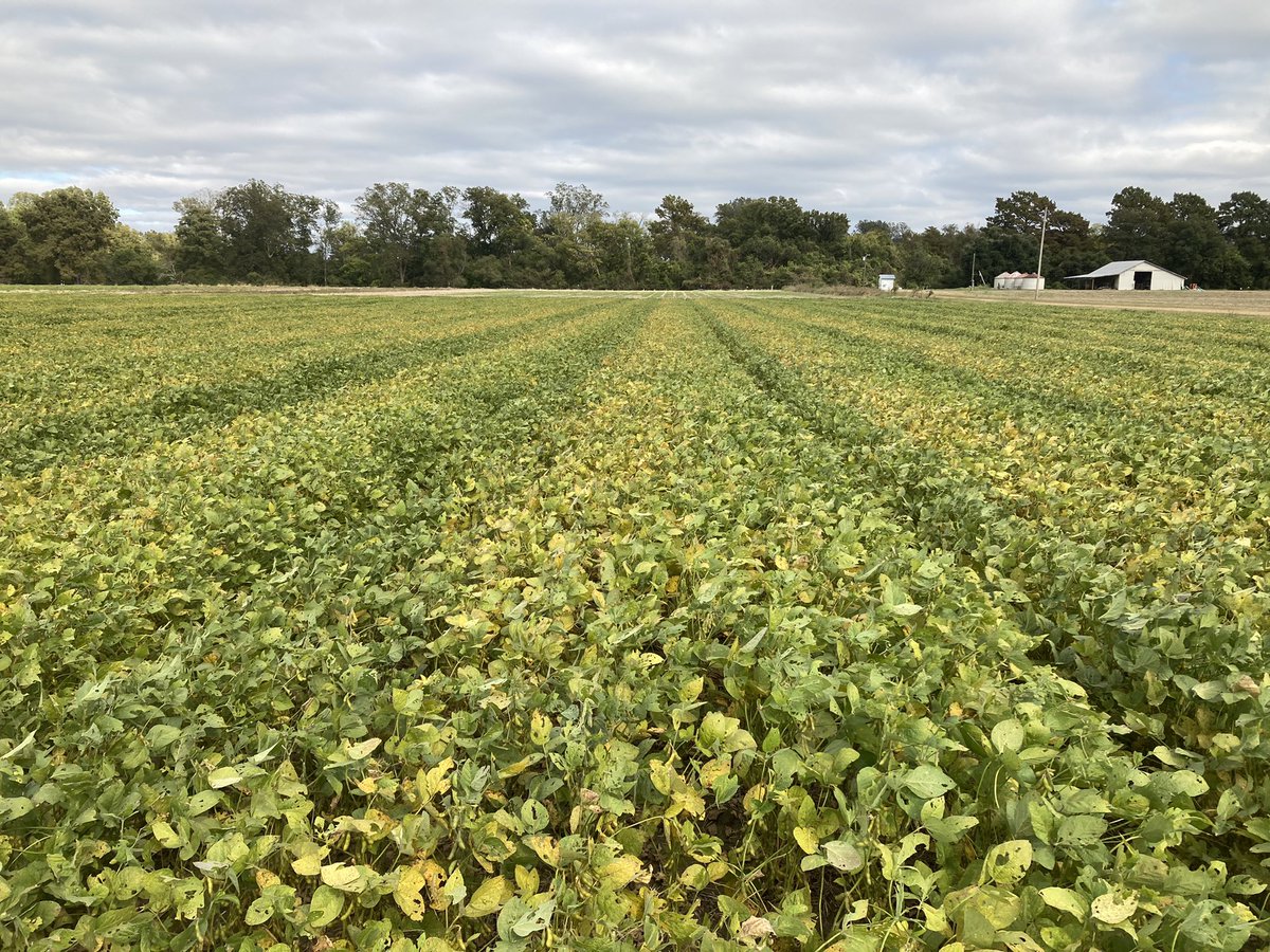 Louisiana Delta Crop Report tweet media