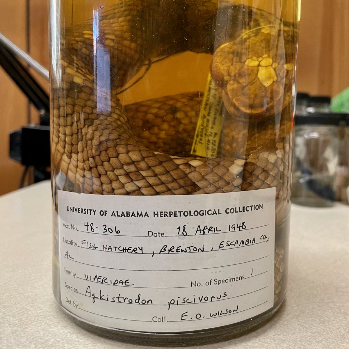 friel's tweet photo. While Dr. E.O. Wilson is best known as a myrmecologist, here is proof he was also a herpetologist back in the day while he was a @UofAlabama student. #RollTide https://t.co/nhtrtNXP9m