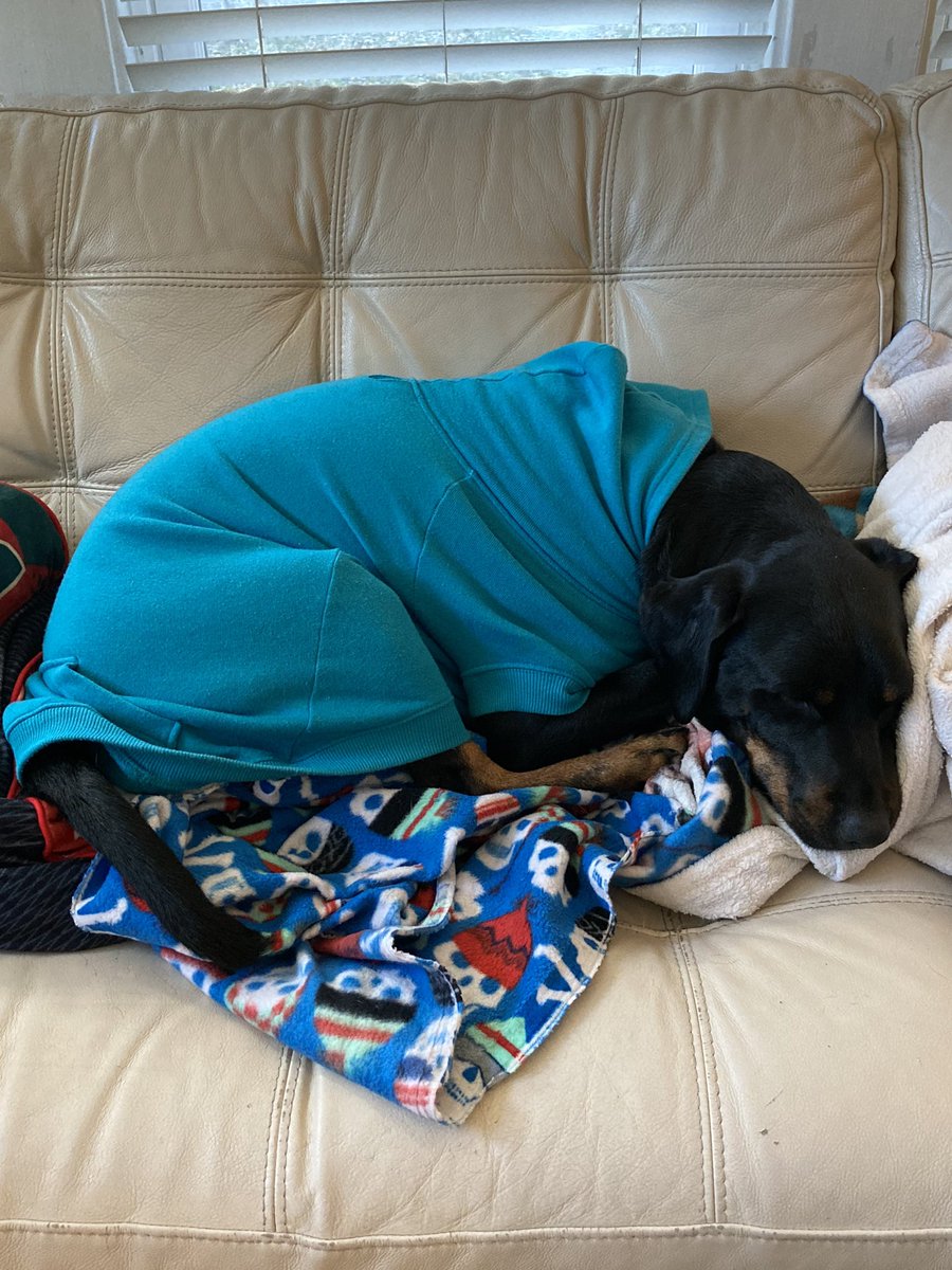 CaitiAllison's tweet photo. @thepeggysue Hank sends big relaxation vibes. 💜 https://t.co/batP8WOYvD