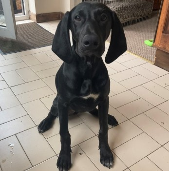 millypod1's tweet photo. 🆘5 NOV 2021. NALA #Lost #ScanMe
YOUNG Black German Shorthaired Pointer Female
#Penyard area #MerthyrTydfil #Wales #CF47
SIGHTINGS PLZ ☎️07407390209
https://t.co/MbyPnyI76a https://t.co/yD4JFh6xHe