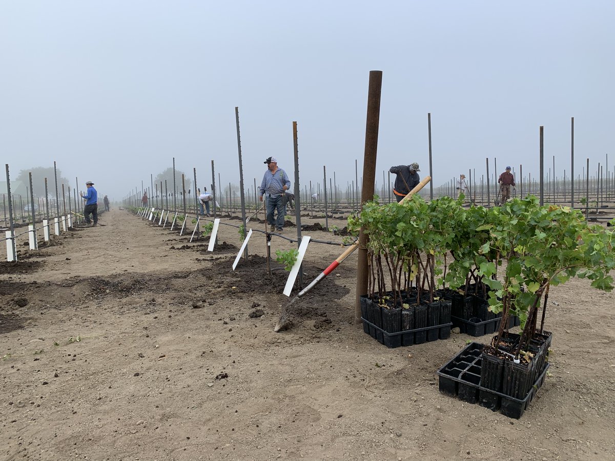 Kurtural Family Vineyards tweet media