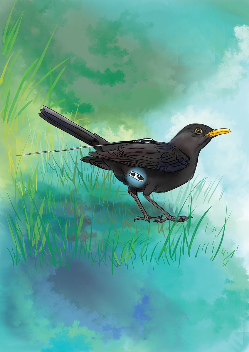 SRBR_Outreach's tweet photo. Eurasian blackbirds not only adjust their heart rate and body temperature on daily timescales, but also exhibit pronounced seasonal changes in both. @RSocPublishing (https://t.co/sYSwBpxlus) #rhythms #diurnal #seasonal @JPartecke @nilslinek https://t.co/wyacX7EPc7