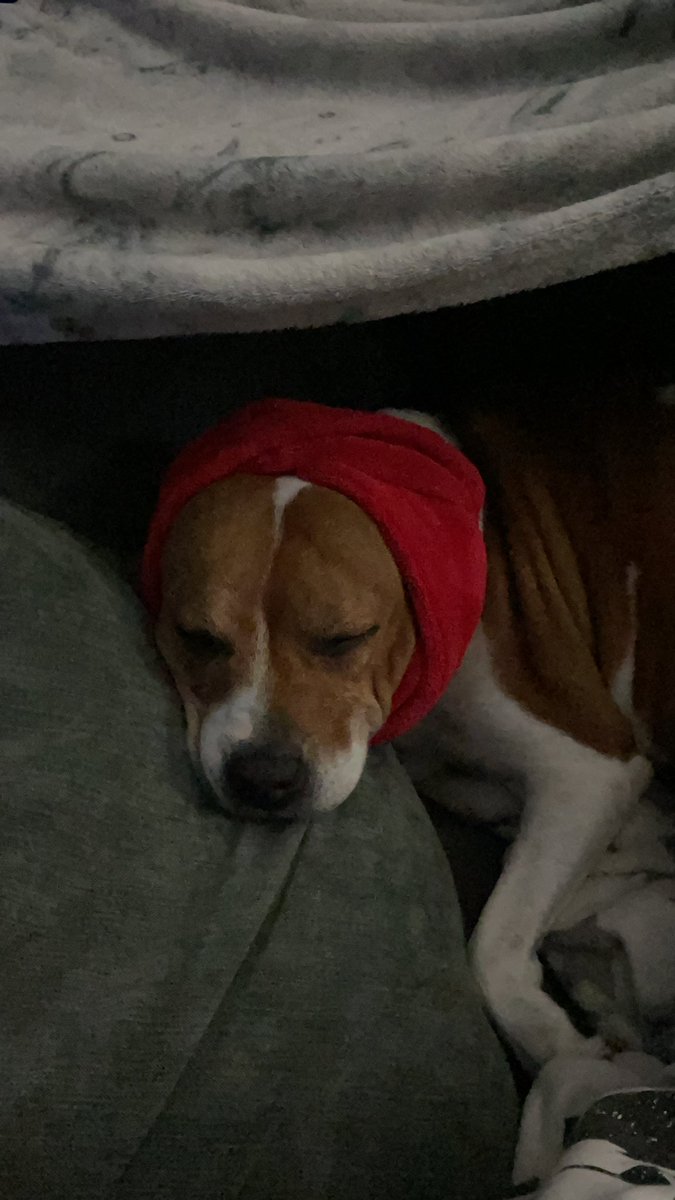 Zarhamuneer2's tweet photo. @ClassicFM  this is red who is sooo scared of the fire works nothing but shake and . But tonight she’s been so calm snoozed away. …. Of course help with her special made ear muffs courtesy of my nightgown 😂 💤 https://t.co/gayg1p9HN7