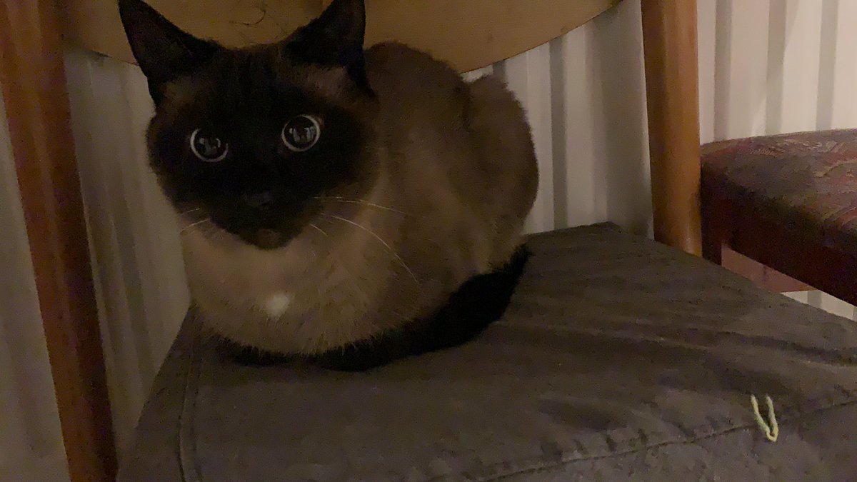 7day_binge's tweet photo. @ClassicFM Grey is hiding under the kitchen table, she’s usually more anxious on bonfire night, classic FM is really helping this year! Thank you! https://t.co/2o6iuGym9l