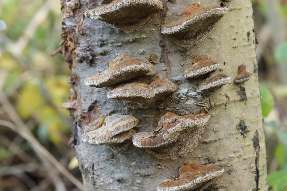 RPilze's tweet photo. Inonotus radiatus
#Inonotusradiatus #Inonotus #Mensularia #Mensulariaradiata #ErlenSchillerporling #mushroom #mushrooms #fungus #fungi #pilz #pilze #champignons #champignon #nature #natur https://t.co/uoWKLYeJaJ