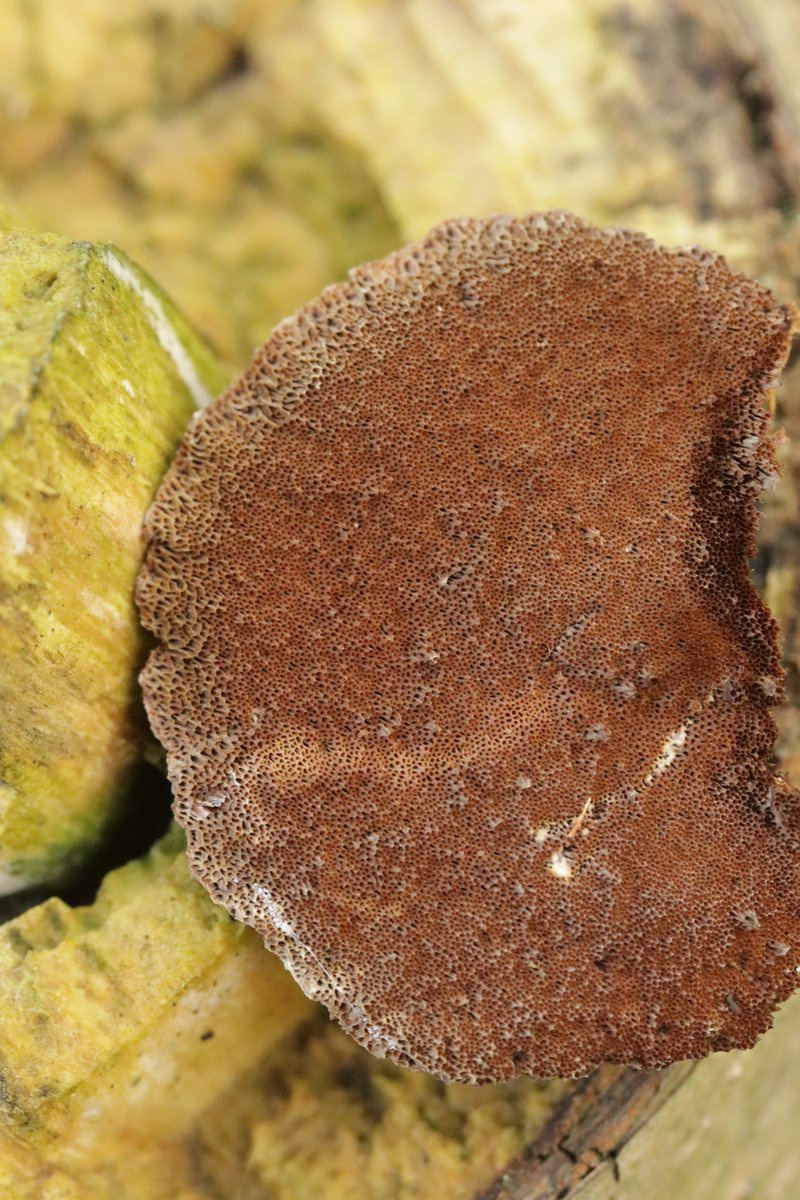 RPilze's tweet photo. Inonotus radiatus
#Inonotusradiatus #Inonotus #Mensularia #Mensulariaradiata #ErlenSchillerporling #mushroom #mushrooms #fungus #fungi #pilz #pilze #champignons #champignon #nature #natur https://t.co/uoWKLYeJaJ