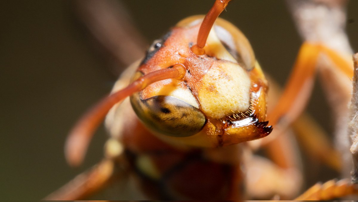 Getting into macro photography