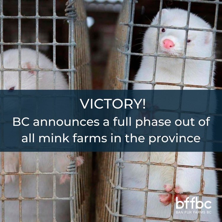 Dr Bonnie Henry &amp; @LanaPopham just announced: BC will permanently phase out mink farming, with an absolute closure of all operations by 2025!

We would like to extend our gratitude to the many folks &amp; organizations who have been working tirelessly on this subject.

#banfurfarmsbc