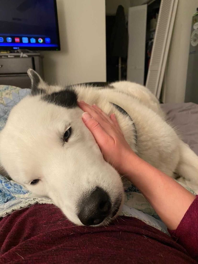 husky is laying down with their sweet face closest to the camera
