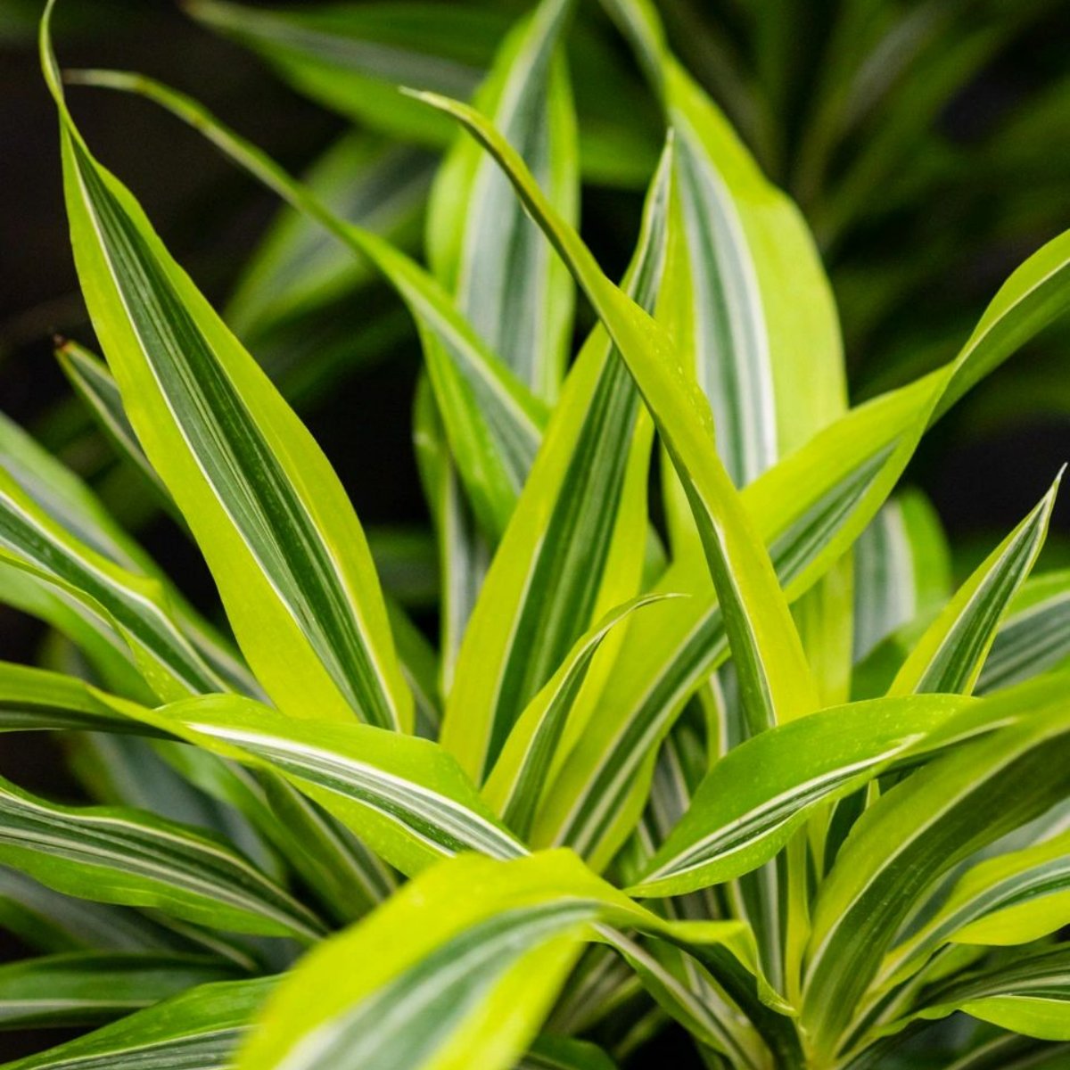 TreBellaEvents's tweet image. Greenery is the perfect way to incorporate texture and visual interest into our florals for a gorgeous and whimsical approach to a more traditional arrangement. Let us create something amazing for you!