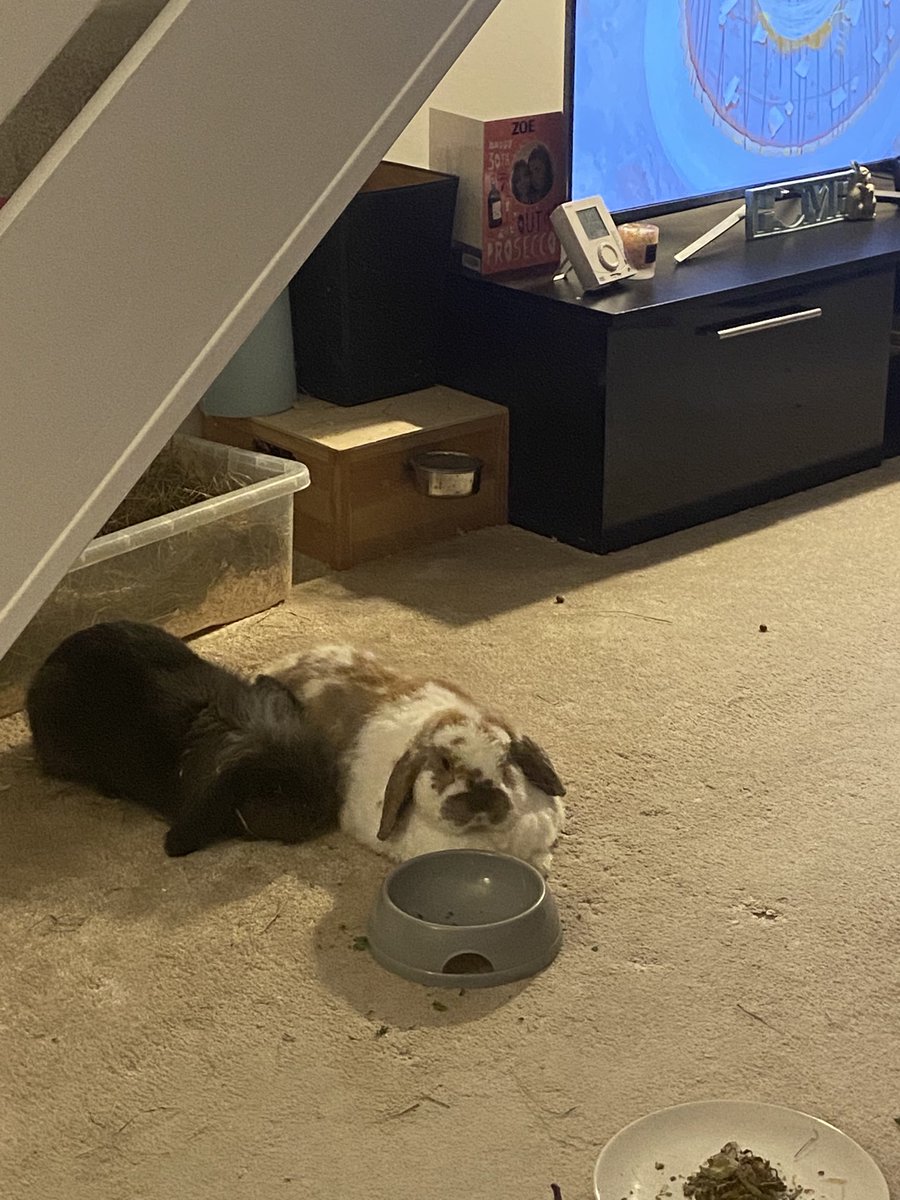BicAndBets's tweet photo. Umm, mum? Not sure if youβve noticed but our bowl is empty? If itβs not full again within 5 minutes weβll have no choice but to eat the carpet π€·πΌββοΈπ° #idontmaketherules #bunnysoftwitter #rabbitsoftwitter https://t.co/3xyR5zWncO
