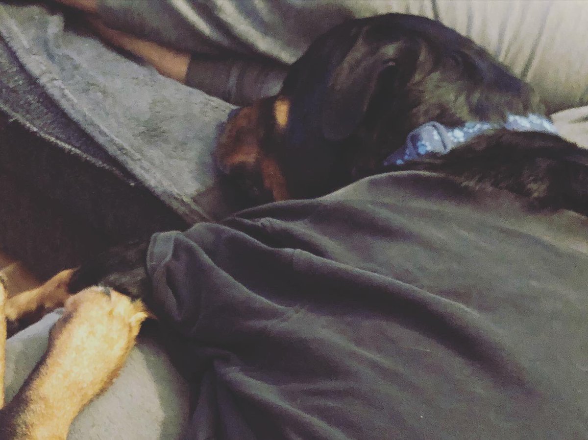 WinnieRescue's tweet photo. Thunder t shirt on calming spray on. Klaus must be the most relaxed dog we’ve had during fireworks even pinched my blanket. #fireworknight #bonfirenight #frighteneddog #thundervest #fireworks #dogsofinstagram #dogslife #rottweiler #rottie #rotties #rescuedogs https://t.co/xu6H8dfBNY
