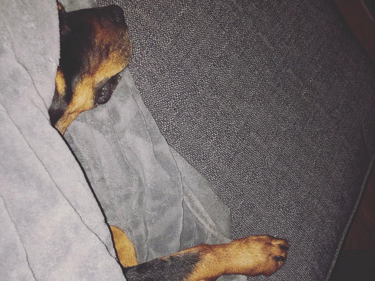 WinnieRescue's tweet photo. Thunder t shirt on calming spray on. Klaus must be the most relaxed dog we’ve had during fireworks even pinched my blanket. #fireworknight #bonfirenight #frighteneddog #thundervest #fireworks #dogsofinstagram #dogslife #rottweiler #rottie #rotties #rescuedogs https://t.co/xu6H8dfBNY