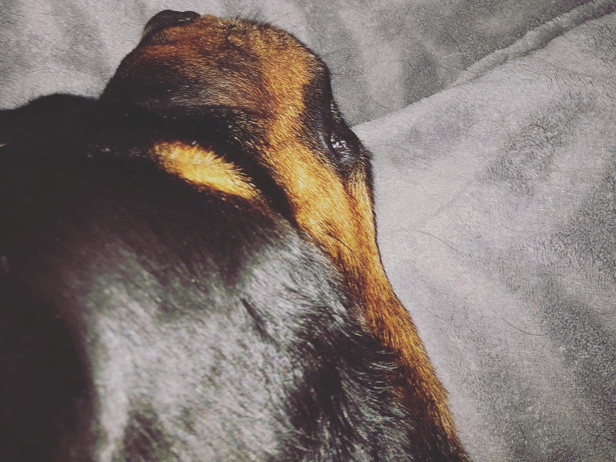WinnieRescue's tweet photo. Thunder t shirt on calming spray on. Klaus must be the most relaxed dog we’ve had during fireworks even pinched my blanket. #fireworknight #bonfirenight #frighteneddog #thundervest #fireworks #dogsofinstagram #dogslife #rottweiler #rottie #rotties #rescuedogs https://t.co/xu6H8dfBNY