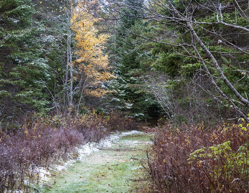 WildAdks's tweet photo. WinterWatch Adirondacks: The Paper Birch & Quaking Aspens have dropped most of their leaves, but some Tamaracks are still hanging on. Paper Birch, Quaking Aspen, & Tamarack near Lake Placid, NY (5 November 2021). https://t.co/W1x9QJXjAa #Tamaracks #winterwatch #QuakingAspen https://t.co/PncYzEuR1Z