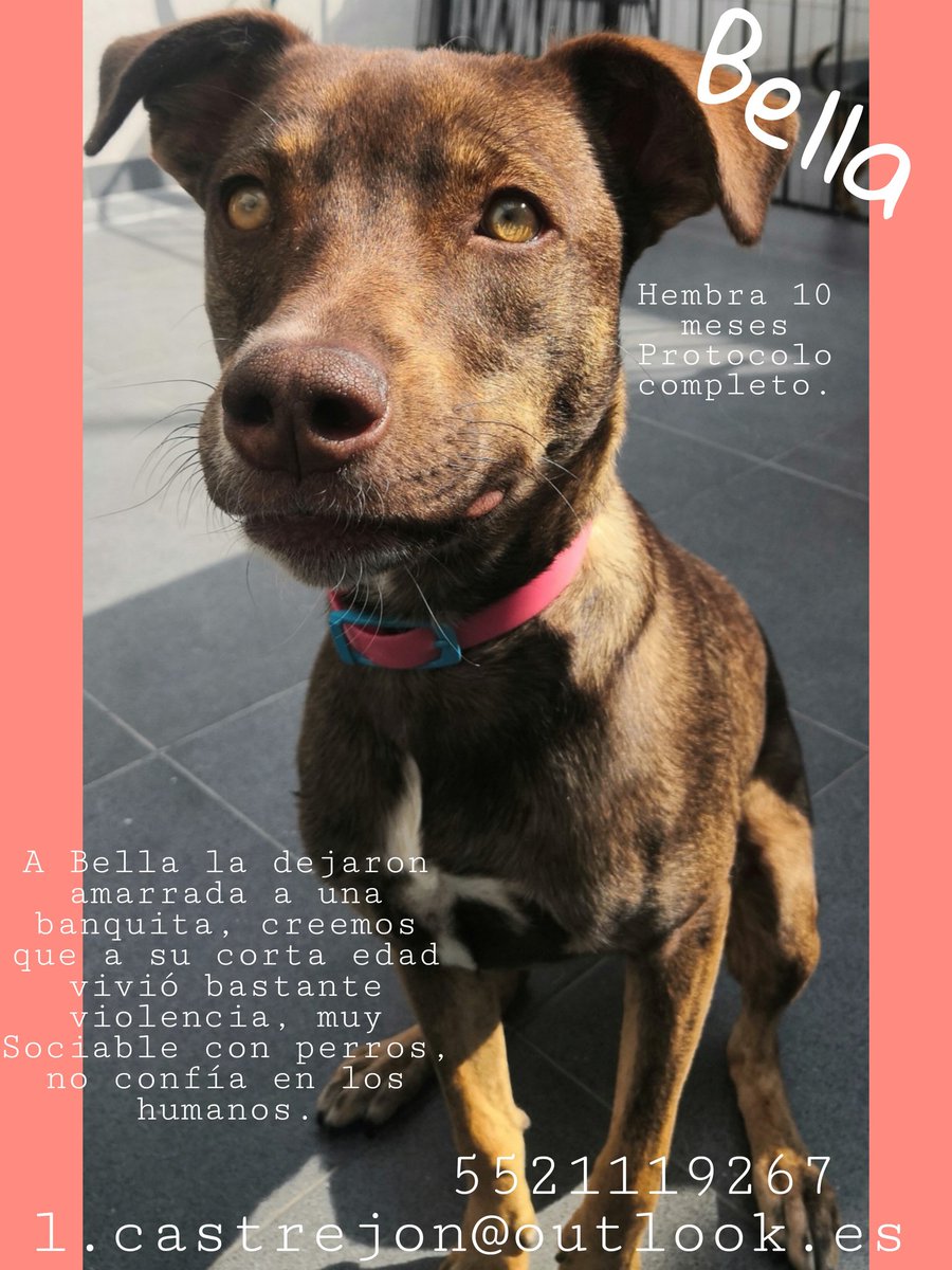 Ayúdenme a compartir para que estos bebés perritos tengan un hogar amoroso y donde los quieran toda su vida. <a href="/pato_remo/">Patrick Alexandre</a> <a href="/f_solorzano/">Fernanda Solórzano</a> <a href="/anafvega/">Ana Francisca Vega 🌿</a> <a href="/LetyVarela/">Lety Varela</a> <a href="/monitwitt/">Mónica Pineda. Gente x la Defensa Animal (GEPDA)</a> <a href="/sopitas/">Sopitas</a> <a href="/Animales_CDMX/">AnimalesCDMX</a> <a href="/AntonioNV61/">Antonio Navarrete, Abogado UNAM .</a> <a href="/launicaGatti/">Valentina Gatti</a> <a href="/Uriel66689314/">Uriel</a> <a href="/nydiacervera/">Nydia Cervera</a> <a href="/firulaisasalvo/">Firulais a salvo</a> <a href="/AmoresGarra/">Amores de Garra</a>