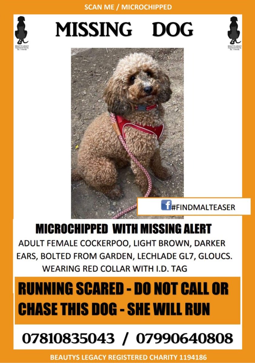 beautys_legacy's tweet photo. Another victim of fireworks season 
#findmalteaser #cockerpoo bolted from garden #Gloucestershire 
DO NOT CALL APPROACH OR CHASE https://t.co/cU5CpZy8pt
