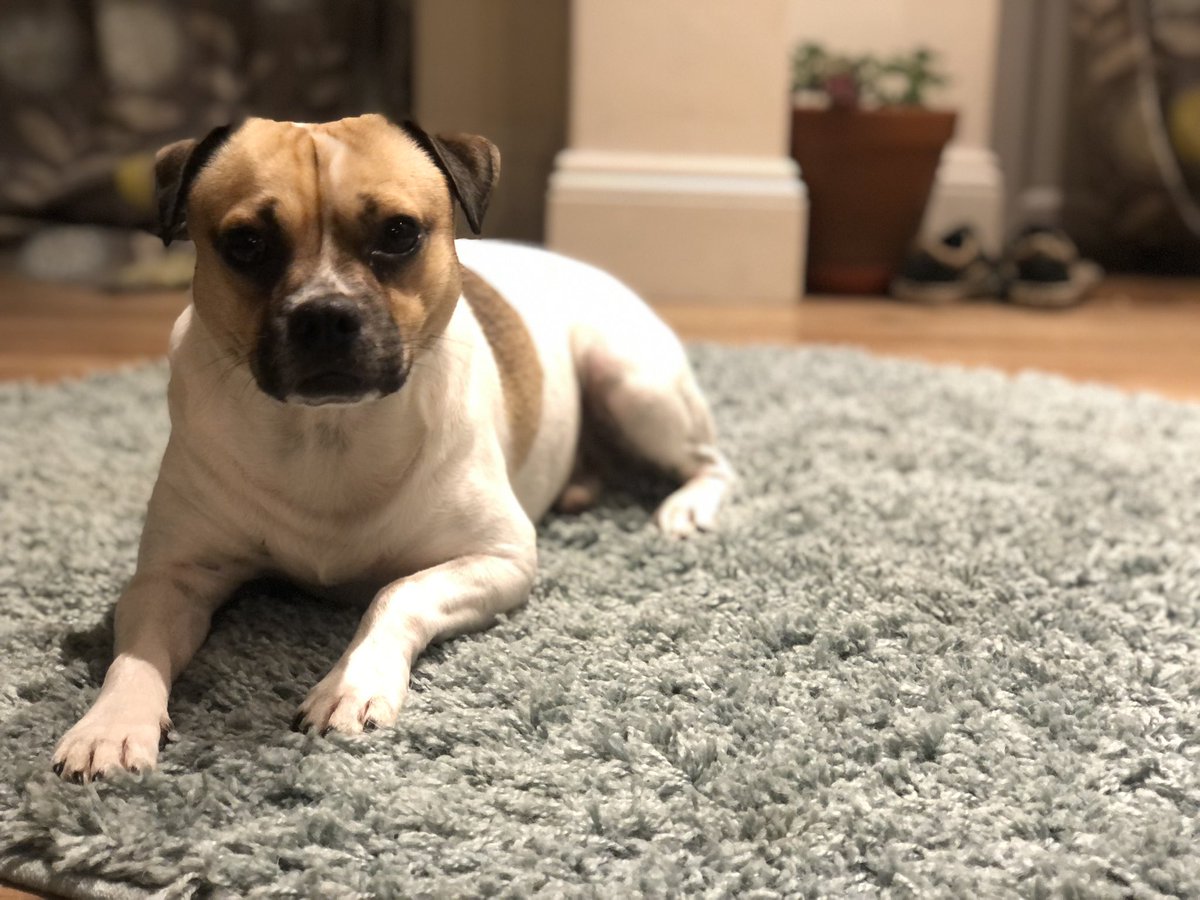 HarrietRobbo's tweet photo. Barney is having a lovely chilled evening tonight listening to #PetClassics on @ClassicFM and ignoring the fireworks 🎆
#poshdog https://t.co/l1cfMWyJNc