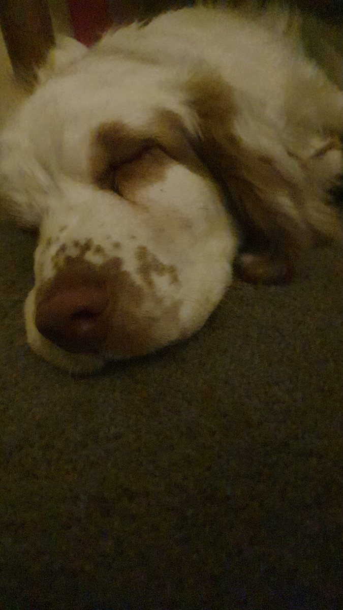 LifeWhitterer's tweet photo. @classicfm #PetClassics the music is working .... Thank you for a perfect evening x https://t.co/UMrVVZ6wJg