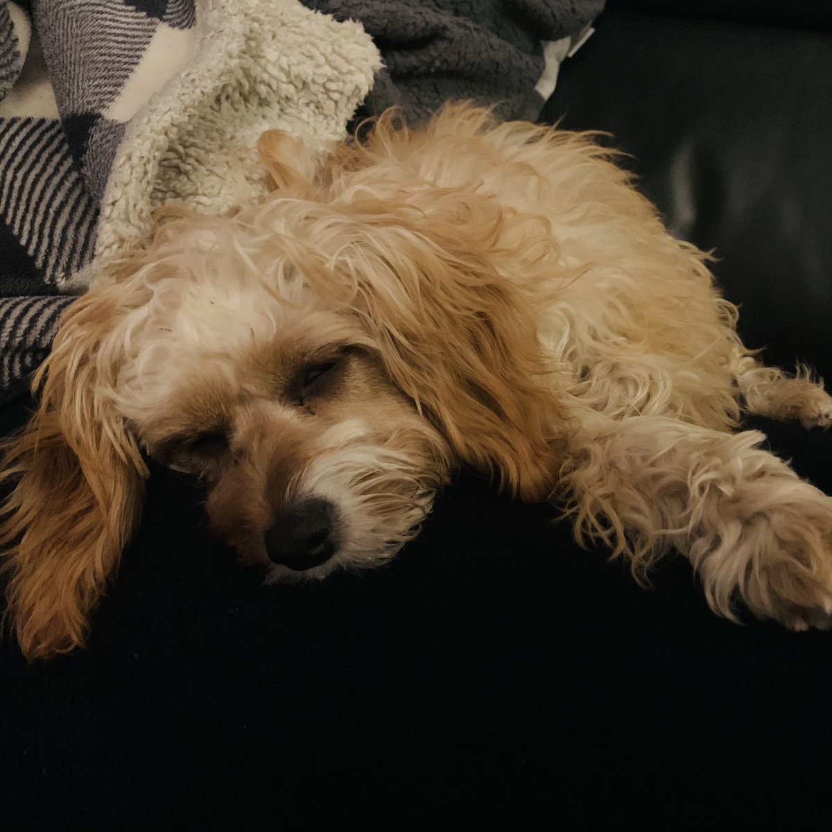 DanielleLThomas's tweet photo. Maisie is loving #PetsClassics on @ClassicFM this evening! What a wonderful idea for our scared fur babies! Thank you!! ❤️ https://t.co/f65sL4K3NT