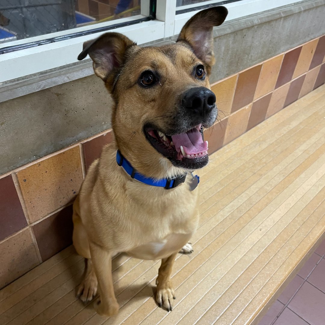 AnimalLeague tweet picture