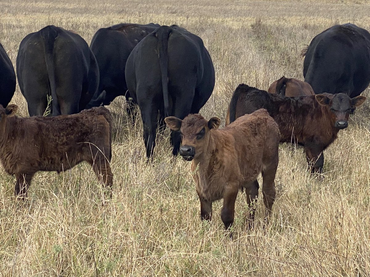 swhorn's tweet photo. Fall calves in the Kansas Flinthills #quality #fallcalvers #flinthills https://t.co/Vg3YFQ0yca