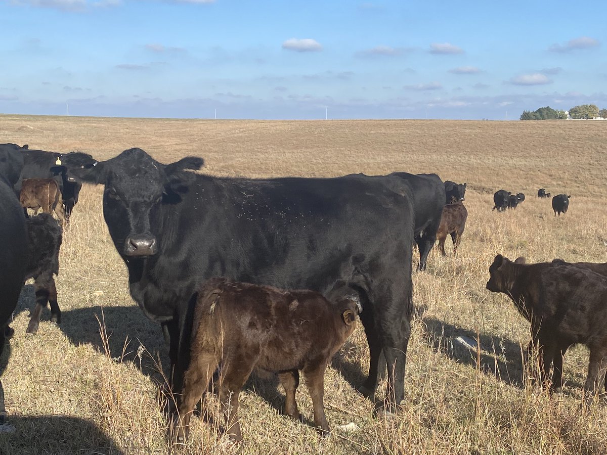 swhorn's tweet photo. Fall calves in the Kansas Flinthills #quality #fallcalvers #flinthills https://t.co/Vg3YFQ0yca